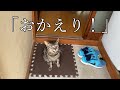 家に宿主を迎え入れてくれる居候のネコ