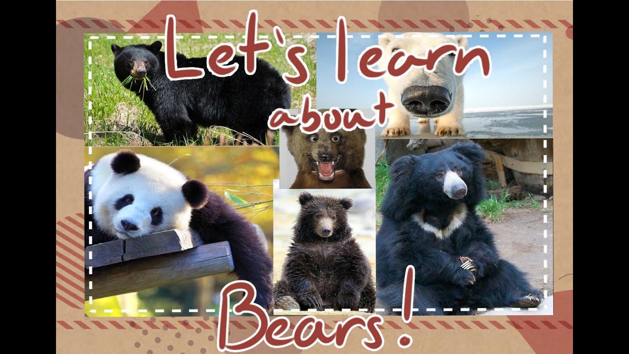 【ENVtuber】Doctor Professor Charlotte Teaches You Some Stuff About Bears!