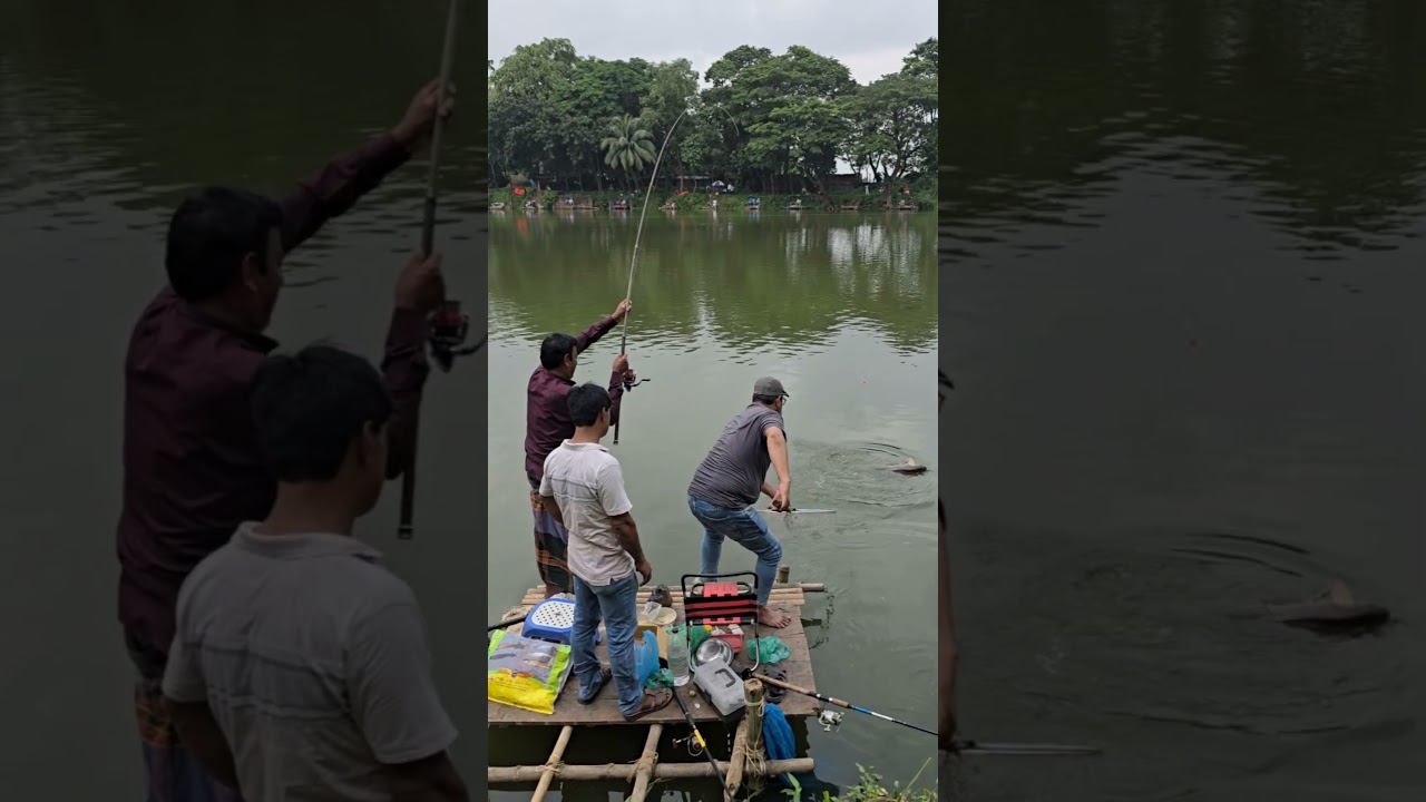 Big Rohu Fish Hunting Video 