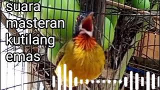 suara masteran kutilang emas