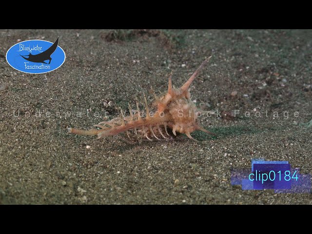 0184_Murex snail walking. 4K Underwater Royalty Free Stock Footage.