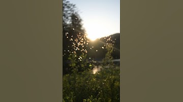 An epic caddis hatch in fading light. Fly fishing at its best! #flyfish #dryfly #flyfisherman