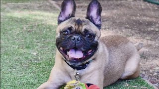 San Diego Humane Society sees surge in popular dog breeds, offers trial adoption program