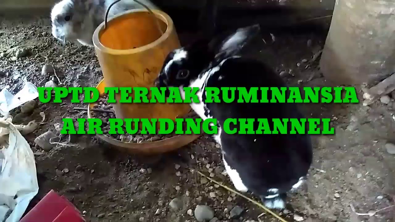 Budidaya Kelinci Secara Umbaran 