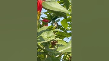 Hummingbird #flowers #youtubeshorts #youtube #ytshorts #shortsvideo #nature #shorts #short #trending