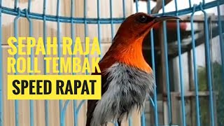 Sepah Raja Gacor Roll Tembak Speed Rapat | Cocok Buat Pancingan Burung Anda