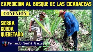 THE FOREST OF THE VIRGIN PALMS, SIERRA GORDA QUERETARO