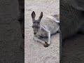 Australia the land down under #koalas #kangaroo #Paradisecountry