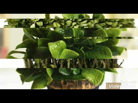 Video: «Հյուսիսային ֆլորա» դեկորատիվ բույսերի տնկարան