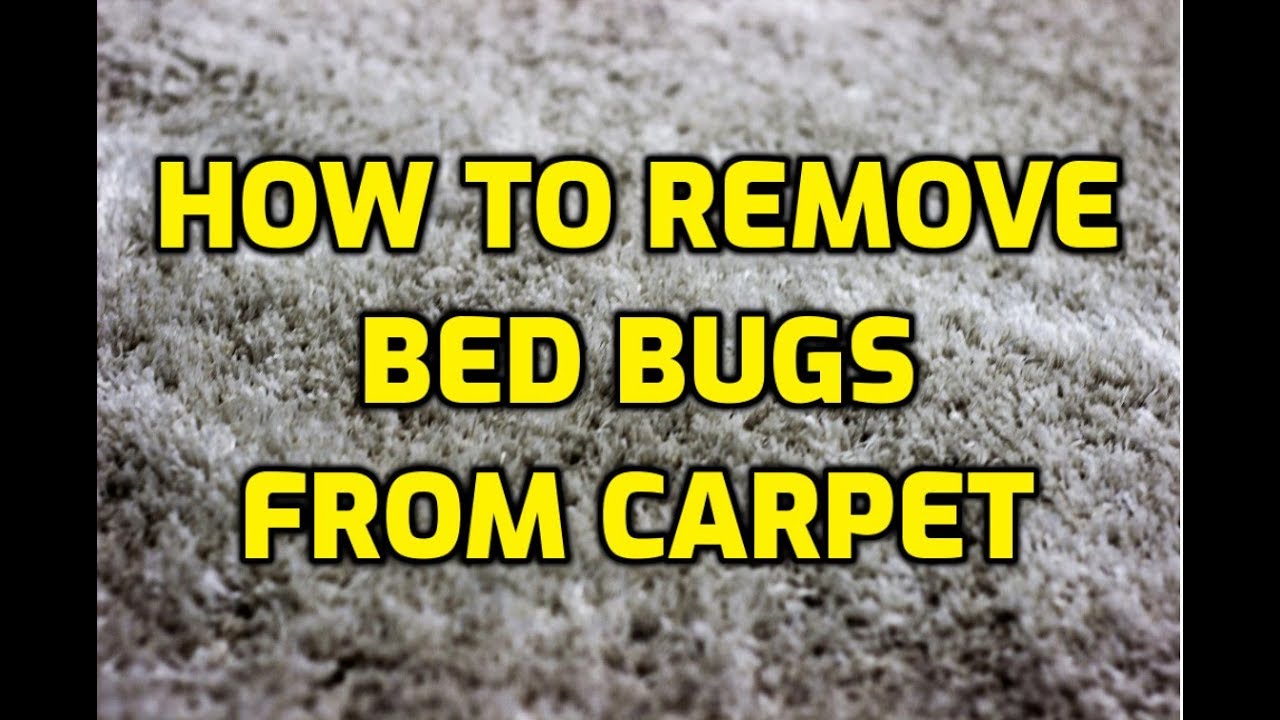 How To Remove Bed Bugs From Carpet You