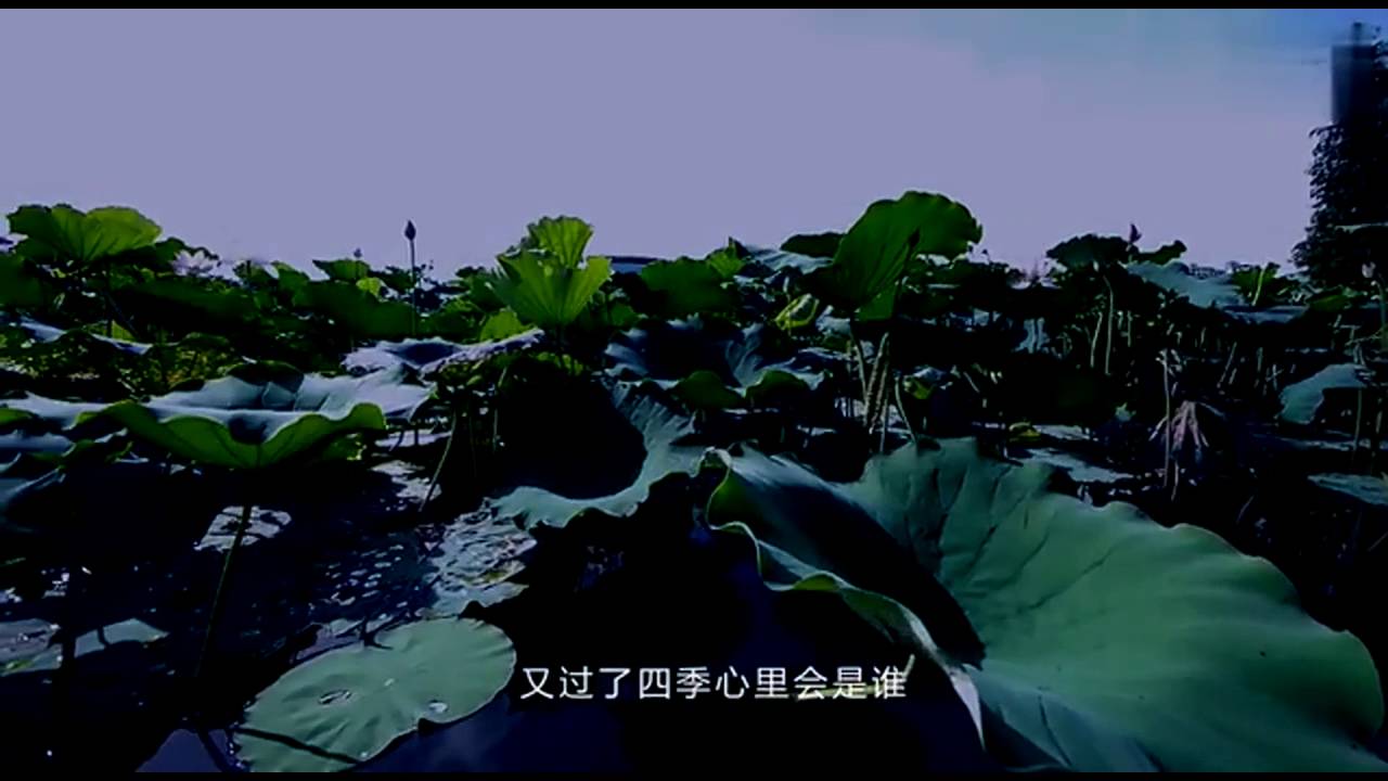 郑源JACKY 荷塘月色粤语版- YouTube