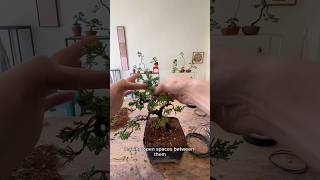 How to Make a Small Juniper Bonsai - Step by Step #BonsaiTutorial #JuniperBonsai #BonsaiArt #Bonsai