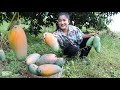 Harvest thai mango from back yard for my recipe  cooking with sreypov