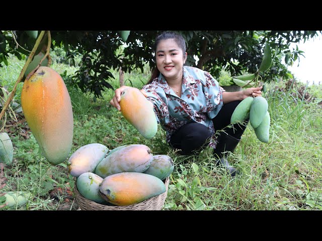 Harvest Thai mango from back yard for my recipe / Cooking with Sreypov class=