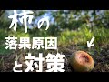 柿の実が落ちる原因と対策