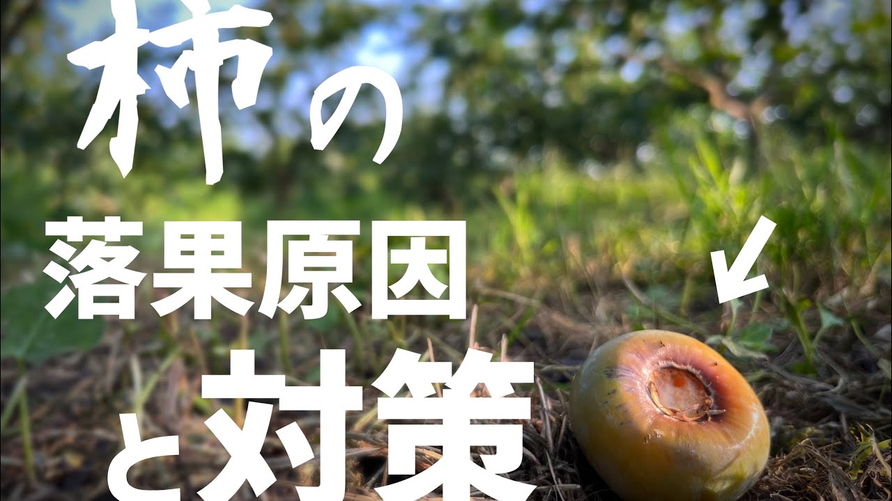 柿の実が落ちる原因と対策