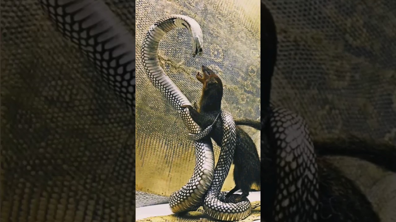Confrontation of Snake Baba and mongoose سانپ بابا اورمنگوز کا مقابلہ 