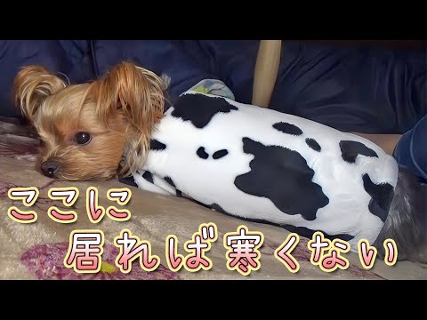 【ヨークシャテリア】寒すぎるのでコタツでくつろぎタイム【Yorkshire Terrier】