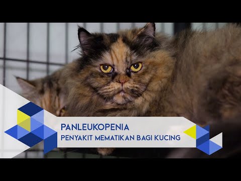 Video: Feline Distemper atau Panleukopenia: Fakta Virus dan Penyakit