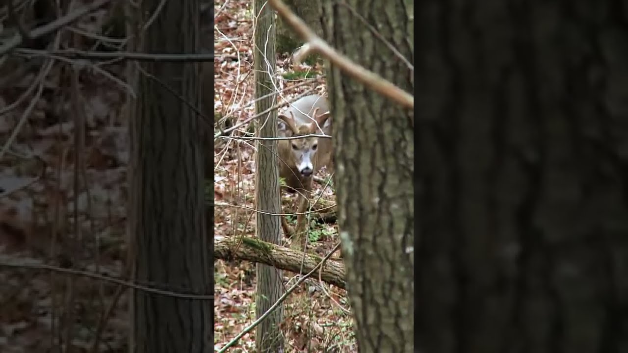 OHIO DEER HUNTING IN THE RUT! YouTube