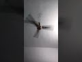पंखा चले तो हवा देता हैं #shorts #viral #trending #ytshorts #video #comedy #funny #shortsviral #yt