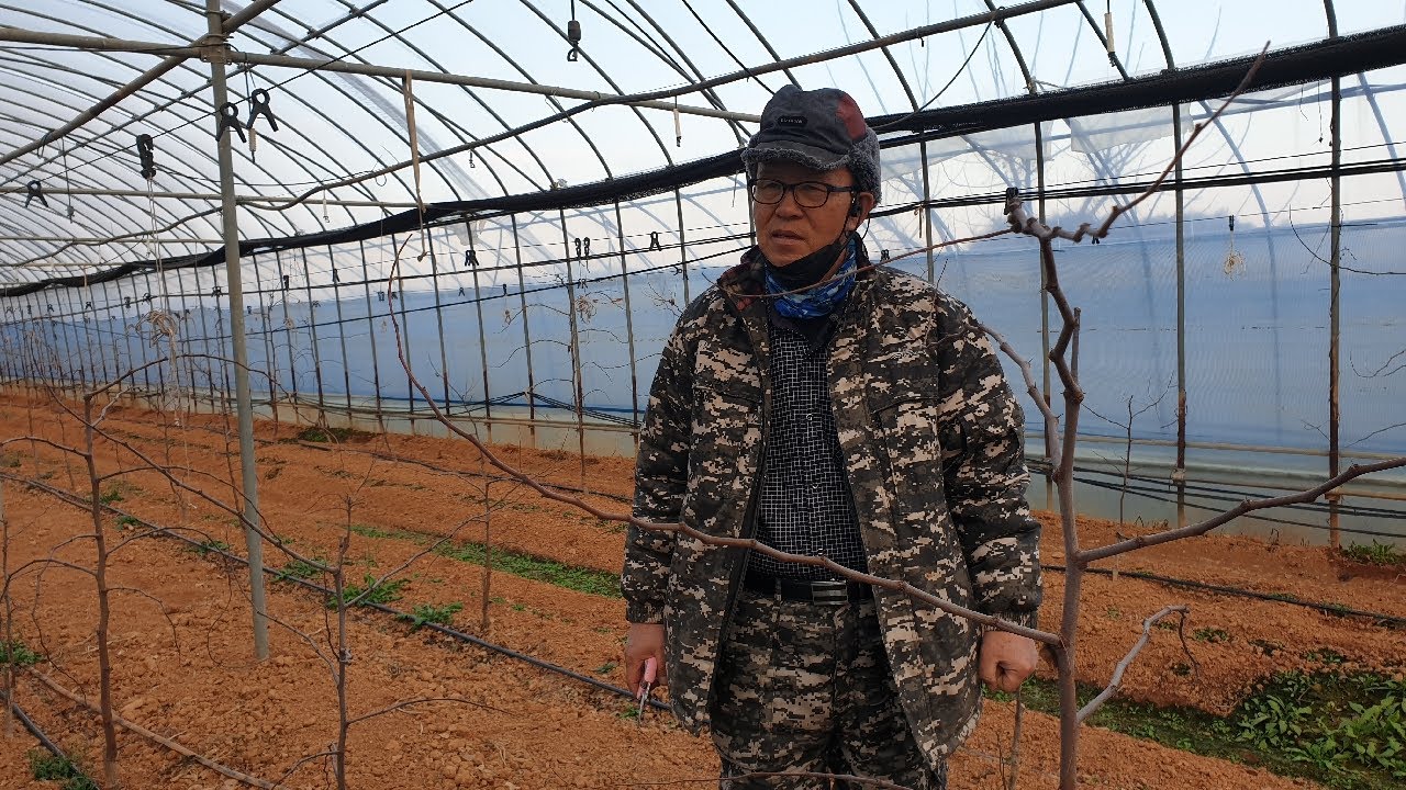 4G02 사과대추 3분 전지 전정 및 관리