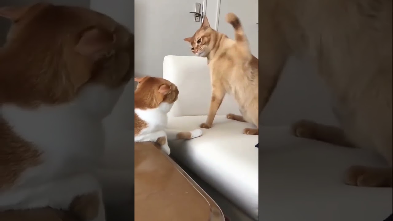 cat funny moments 😺😅