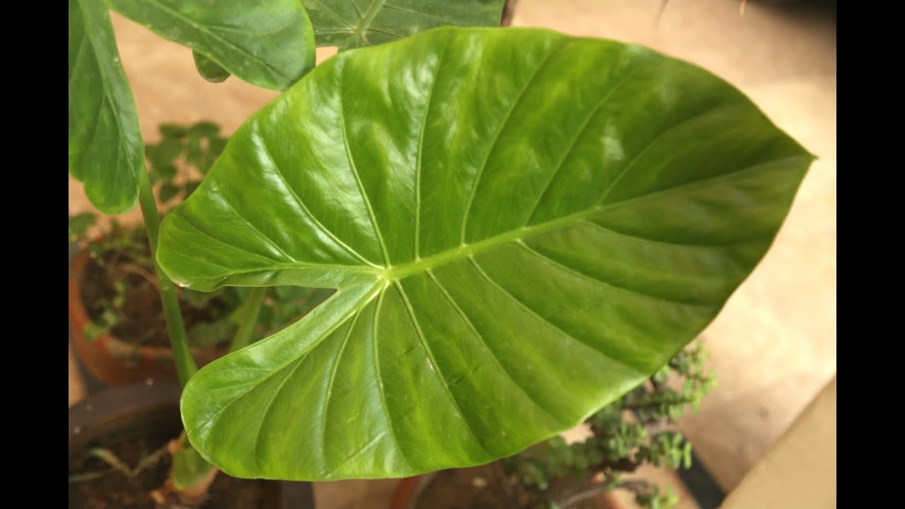 How You Can Care Your Elephant Ear Plant
