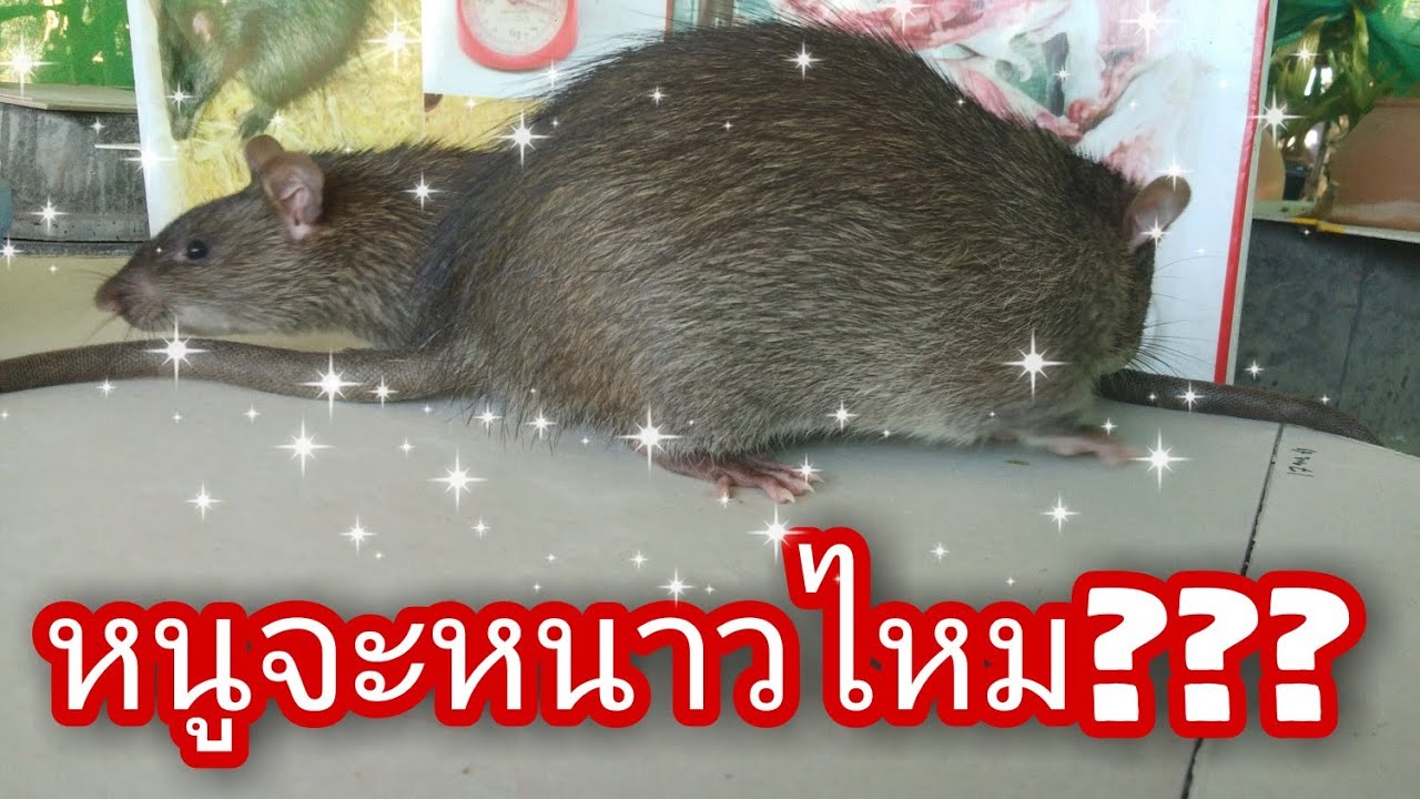 วิธีเลี้ยงหนูพุกในฤดูหนาว เคดีฟาร์ม How to raise rats in winter KD Farm YouTube