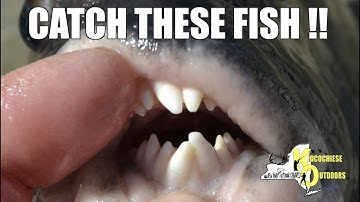 HOW TO CATCH BLACKFISH - PERFECT HOOK-SET