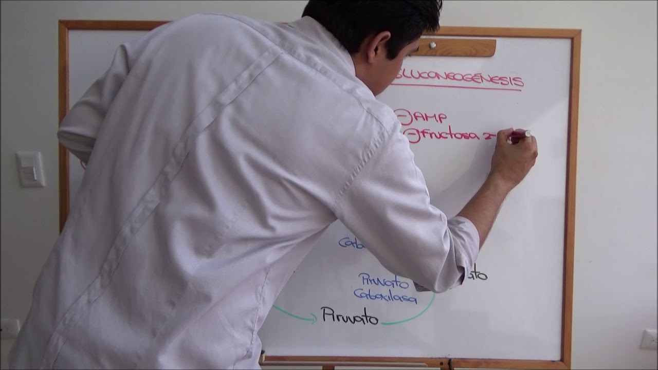 Regulación recíproca de la glucólisis y la gluconeogénesis