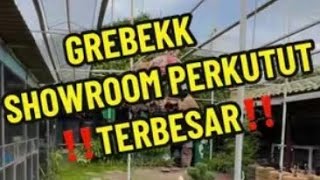 PETERNAKAN PERKUTUT TERBESAR DI SURABAYA ‼️