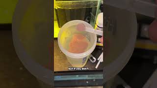 How To Set Up A Brine Shrimp Hatchery (Very Simple!)