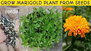 How To Grow Marigold Plant From Seeds At Home/Gardening 4u