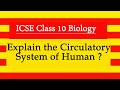 Explain the circulatory system of human