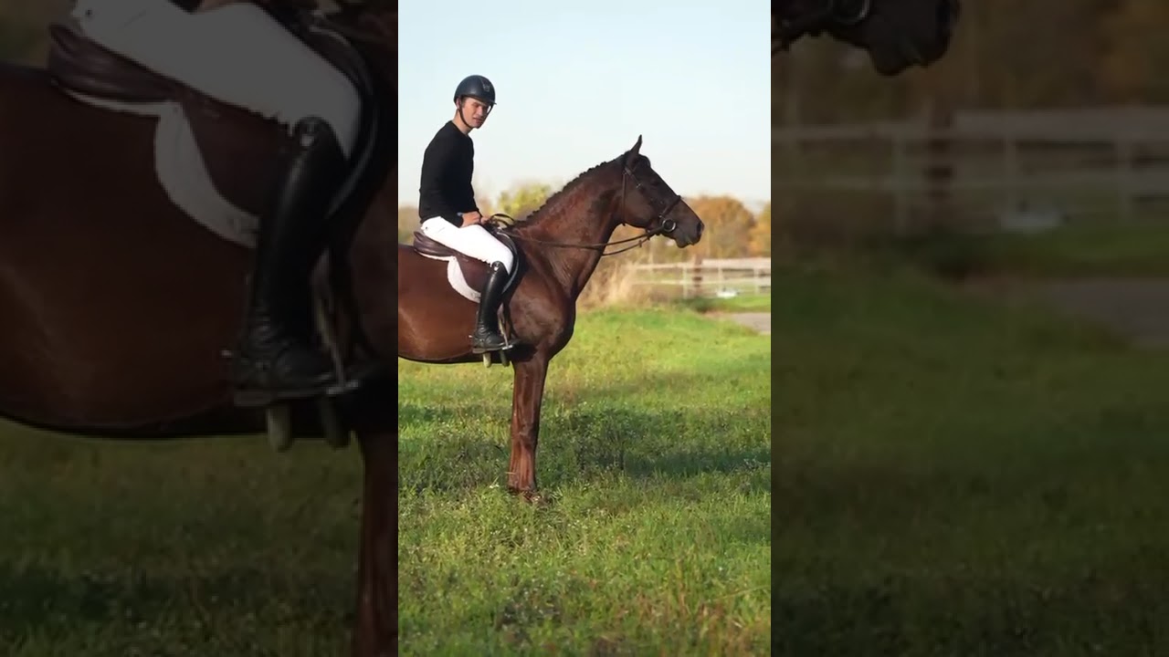 Locco, 2021 stallion 16.2 Hunter Prospect 