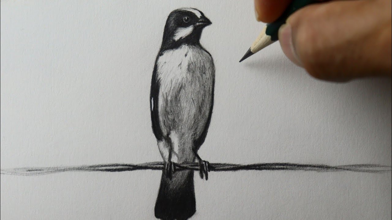 Como desenhar um passarinho - Bigodinho  PASSO A PASSO narrado