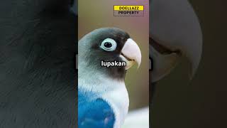 JENIS-JENIS BURUNG PARUH BENGKOK KECIL YANG COCOK UNTUK DIPELIHARA #animals #birds #cocatiel #cute