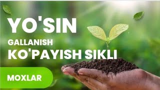 YOSINLAR KO'PAYISH SIKLI (MOXLAR) | ЙУСИНЛАР  #Yosinlarningjinsiy kopayish usuli #gametafitnima