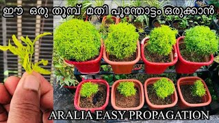 ഒരു തൂമ്പ് മതി ഇനി നിങ്ങൾക്കും ആരേലിയ ഉണ്ടാക്കാം /easy method for propagating aralia