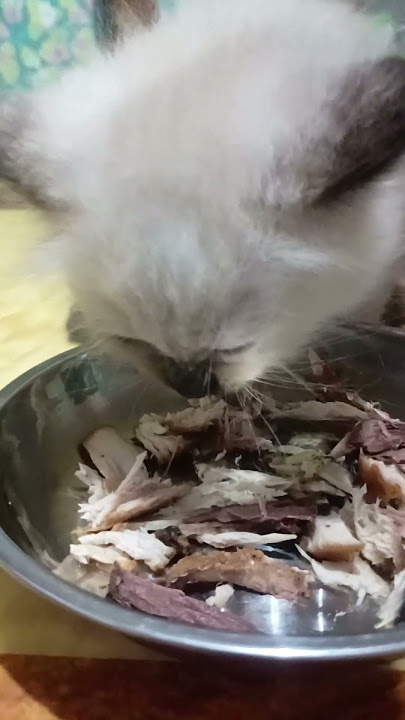 mukaon na gyud si mocha.., #catlover