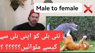 How to introduce cats to other cats/ First meeting to strange cats/Urdu /Hindi