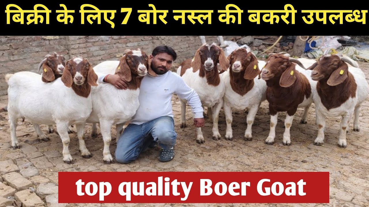 सस्ते दामों में बढ़िया नस्ल की बोअर बकरियाँ बिक्री के लिए! Etawah Goat Farm UP 