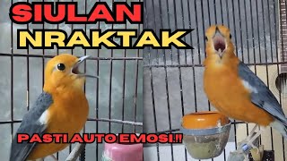 SIULAN NRAKTAK ANIS MERAH ✅✅ AUTO EMOSI ANIS MERAH MACET BUNYI