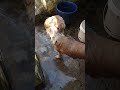 Puppy Dog Morning Bath time Fun in water #puppy #bath #dog #pets