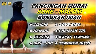 Pancingan Murai Batu Pagi Hari Full Isian Tembakan Kasar Murai Macet Pasti Nyaut jadi Gacor