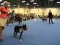 World Dog Show 2014 boxer male junior class 01