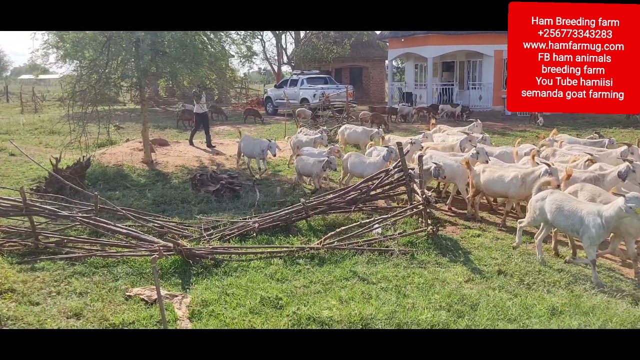 Goat kids management from day one by hamiisi semanda +256773343283