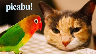 My Talking Tom 2 vs Talking Pierre in REAL LIFE! Funny Animals - Cartoon vs Reality 😀