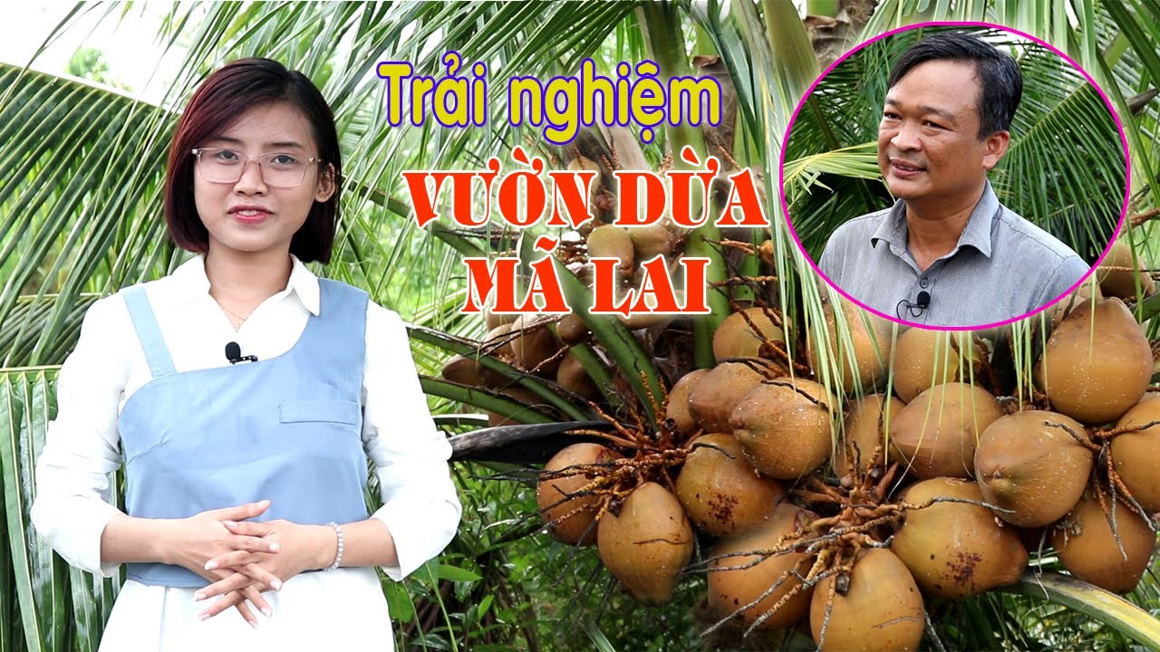 Khám phá vườn dừa Mã Lai rộng lớn ở Tiền Giang